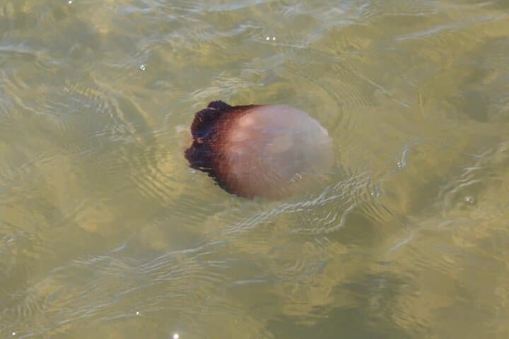 Paddling Mosquito Lagoon: Guided Wildlife Kayak Tour from Edgewater photo 3