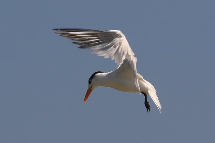 Paddling Mosquito Lagoon: Guided Wildlife Kayak Tour from Edgewater photo 5