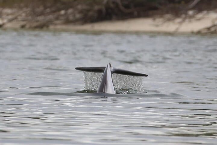 Paddling Mosquito Lagoon: Guided Wildlife Kayak Tour from Edgewater photo 6