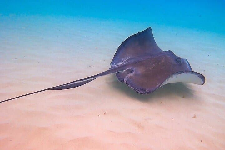 Sunset Catamaran to Stingray City: Grand Cayman Sandbar Encounter photo 5
