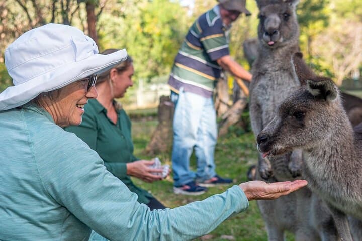 Eden to Merimbula: Wetlands, Wildlife and Coastal Sights on the Sapphire Coast photo 4