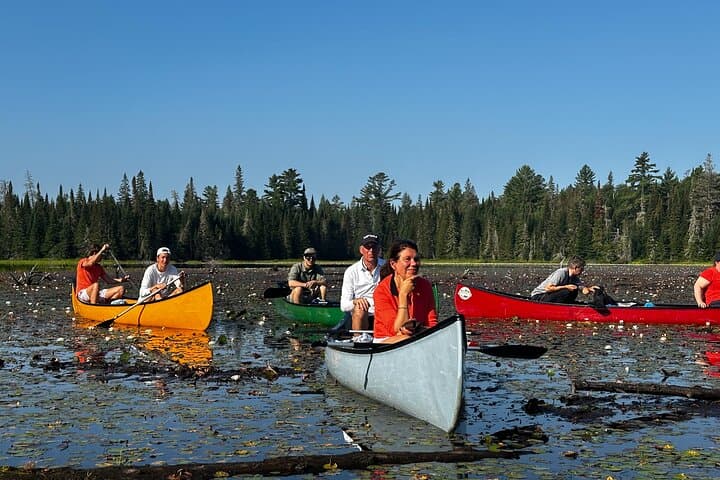 1-Day Canoe Tour in Algonquin Park — Paddle, Portage & Wildlife photo 2