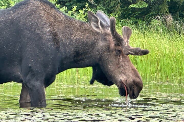 1-Day Canoe Tour in Algonquin Park — Paddle, Portage & Wildlife photo 4