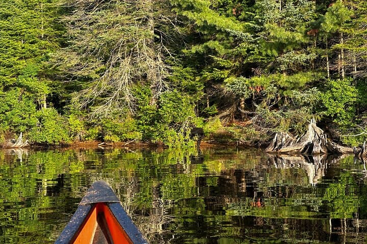 1-Day Canoe Tour in Algonquin Park — Paddle, Portage & Wildlife photo 5