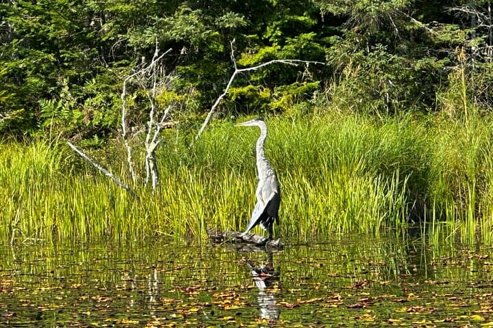 1-Day Canoe Tour in Algonquin Park — Paddle, Portage & Wildlife photo 6