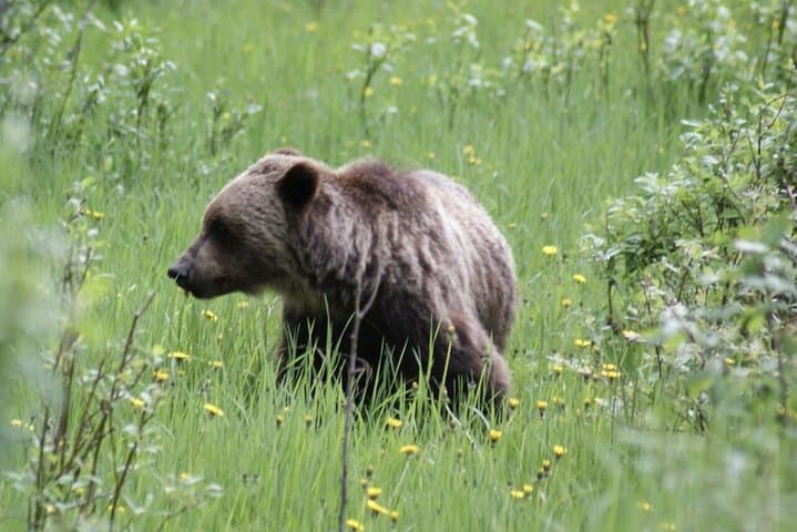 Three-Day Banff, Lake Louise & Johnston Canyon Voyage — Guided Car Tour from Calgary photo 4