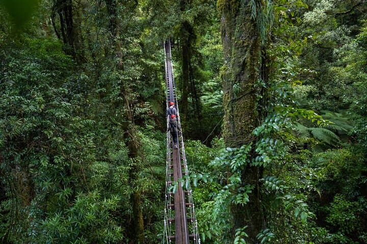 Soar the Ancient Canopy: Rotorua’s 2.5-Hour Native Forest Zipline Adventure photo 3