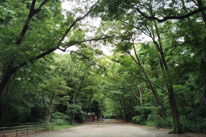 Shimogamo Shrine & Tadasu no Mori: 90-Minute Sacred Forest Walk in Kyoto photo 2