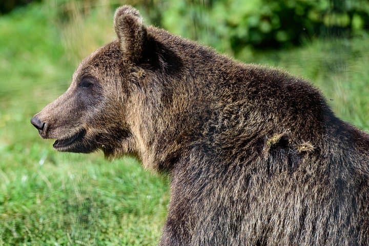 Meet the Bears and Visit Dracula's Castle: Day Tour from Bucharest to Libearty Sanctuary & Bran Castle photo 3