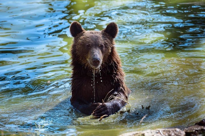 Meet the Bears and Visit Dracula's Castle: Day Tour from Bucharest to Libearty Sanctuary & Bran Castle photo 4
