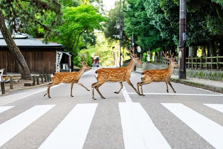 Bullet Train to Temples: Super Express Nara & Kyoto Day Trip from Tokyo