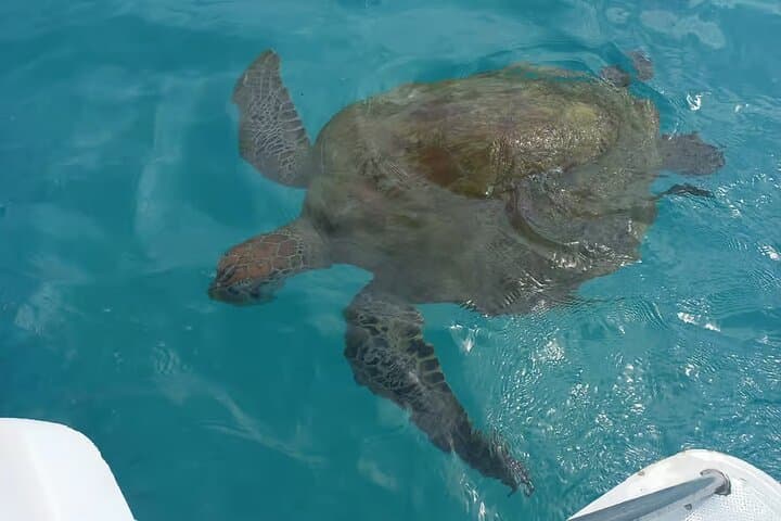 Mauritius North Tour and Turtle Snorkeling — Port Louis, Pamplemousses & Trou aux Biches photo 4