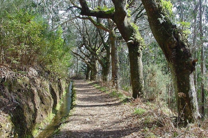 Levada Paradise Valley Walk: Easy Levada Hike Through Camacha’s Terraced Landscape photo 2