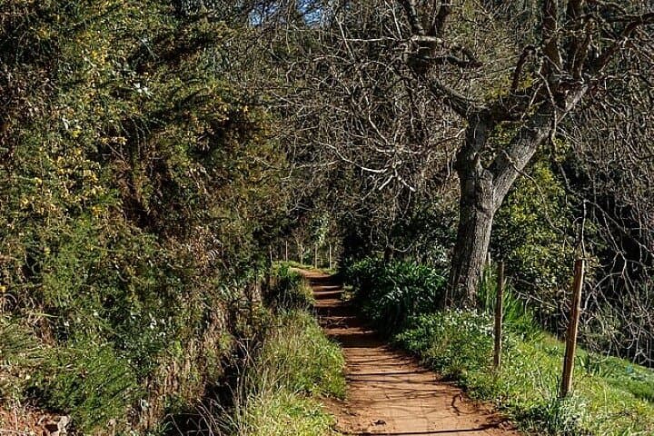 Levada Paradise Valley Walk: Easy Levada Hike Through Camacha’s Terraced Landscape photo 3