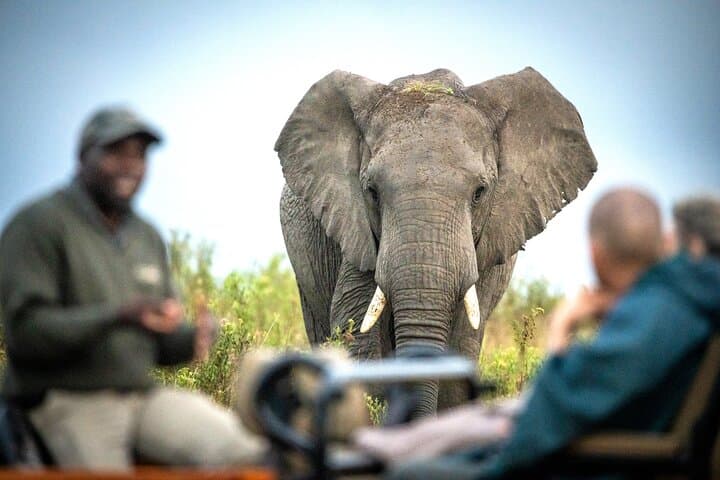 Gondwana Safari: 2-Night Luxury Game Reserve Escape from Cape Town