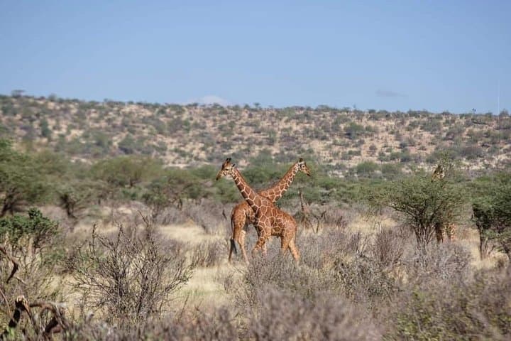Two-Day Amboseli Private Jeep Safari — Kilimanjaro Views & Up-Close Elephants photo 1