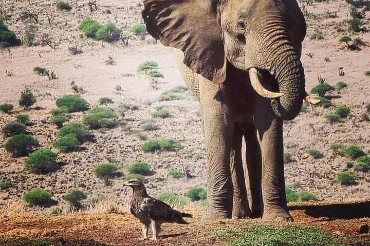 Two-Day Amboseli Private Jeep Safari — Kilimanjaro Views & Up-Close Elephants photo 2