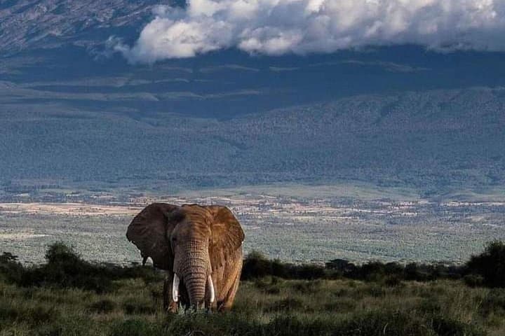 Two-Day Amboseli Private Jeep Safari — Kilimanjaro Views & Up-Close Elephants photo 4