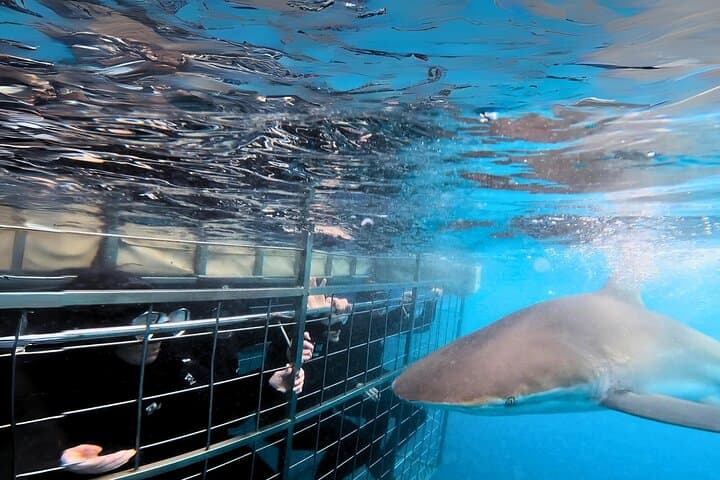 Shark Cage Diving in Gansbaai: Marine Dynamics Shark Alley Experience