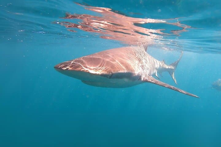 Shark Cage Diving in Gansbaai: Marine Dynamics Shark Alley Experience photo 6