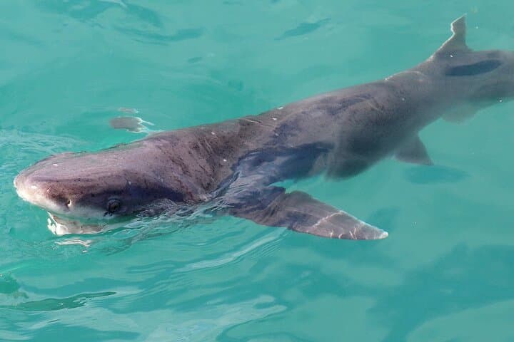 Shark Cage Diving in Gansbaai: Marine Dynamics Shark Alley Experience photo 4