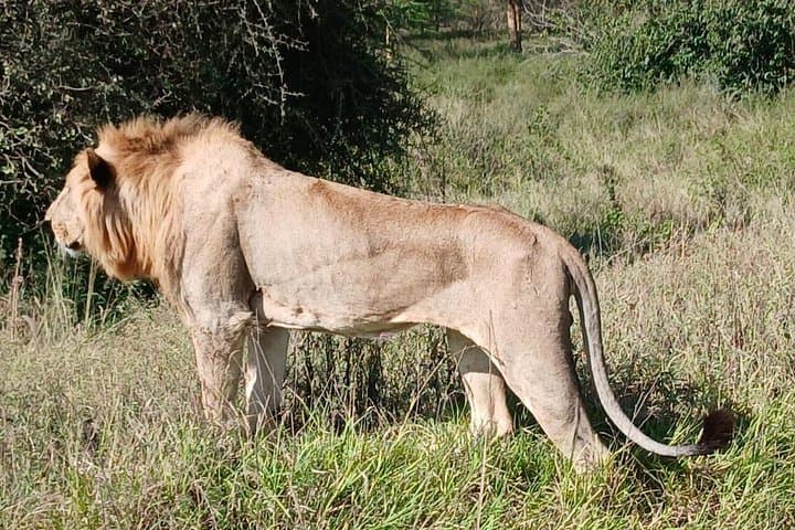 Discover Wildlife at Nairobi National Park: Early Morning 5-Hour Game Drive Experience photo 1