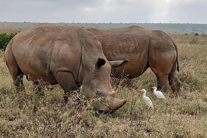 Discover Wildlife at Nairobi National Park: Early Morning 5-Hour Game Drive Experience photo 3