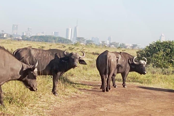 Discover Wildlife at Nairobi National Park: Early Morning 5-Hour Game Drive Experience photo 4