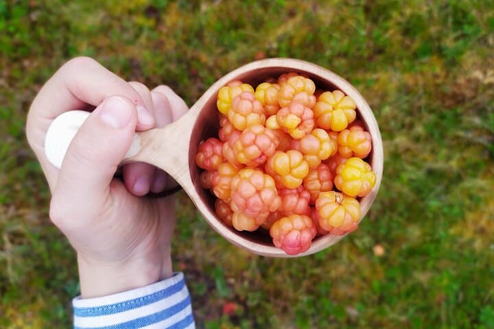Wilderness Survival Tour in Lapland: Taiga Skills, Midnight Sun & Ruska photo 6