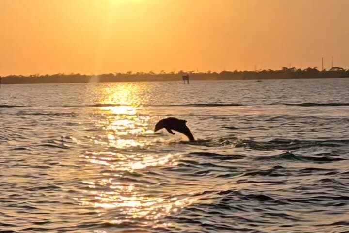 2-Hour Indian River Dolphin & Manatee Sightseeing Cruise (Melbourne/Cocoa Beach) photo 5