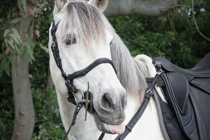 Horseback on Vesuvius: Scenic Ride, Volcanic Wine Tasting & Lunch photo 4