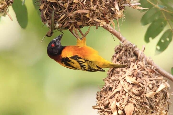 Birding Ghana: 7-Day Rainforest Canopy & Wildlife Tour