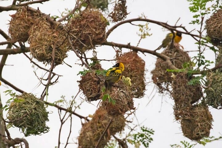 Birding Ghana: 7-Day Rainforest Canopy & Wildlife Tour photo 2