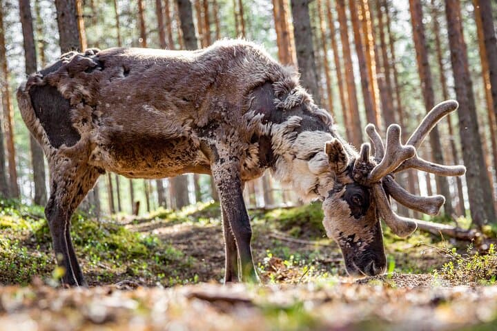Reindeer Farm and Ranua Wildlife Park: Full-Day Arctic Wildlife Experience from Rovaniemi photo 2