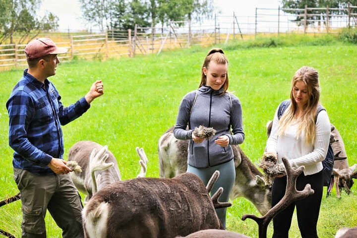 Reindeer Farm and Ranua Wildlife Park: Full-Day Arctic Wildlife Experience from Rovaniemi photo 5