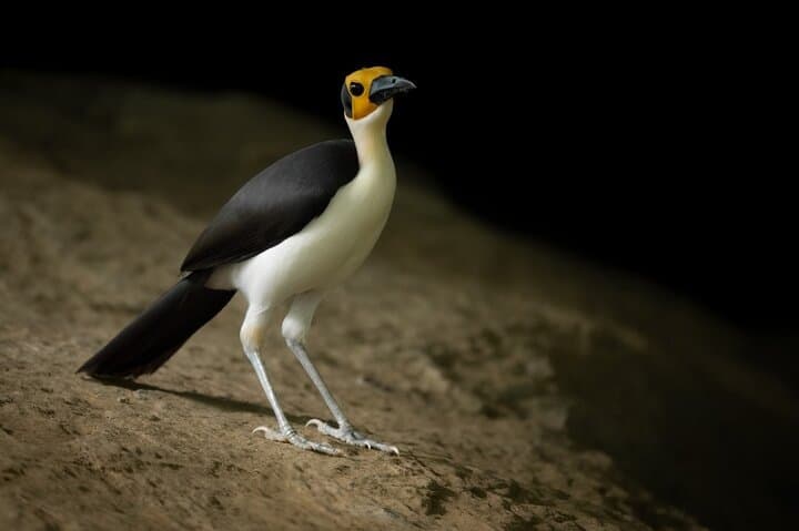 Birding Ghana: 7-Day Rainforest Canopy & Wildlife Tour photo 5