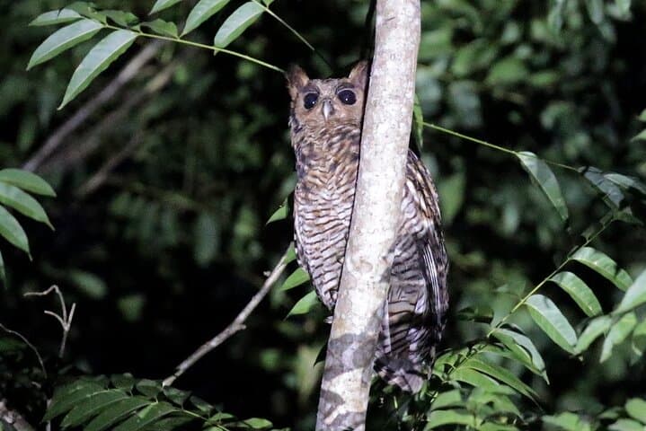 Birding Ghana: 7-Day Rainforest Canopy & Wildlife Tour photo 6