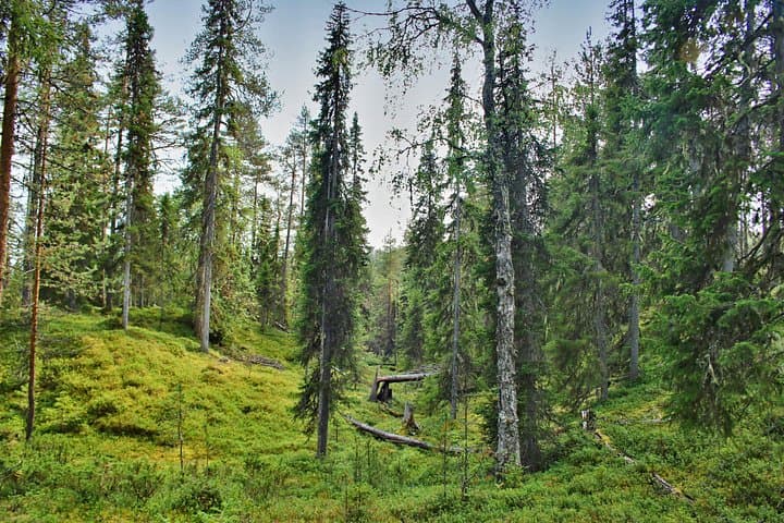 Korouoma Canyon Wilderness Hike — Arctic Gorge Day Hike from Rovaniemi photo 2
