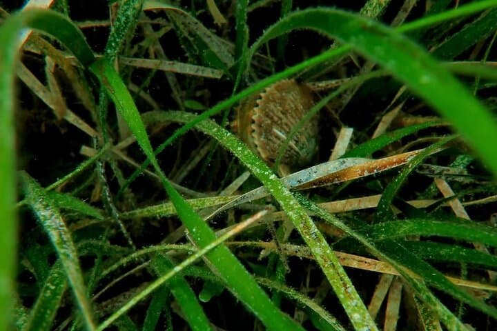 Ultimate Private Scalloping Adventure in Crystal River: Explore Florida’s Underwater Playground photo 2