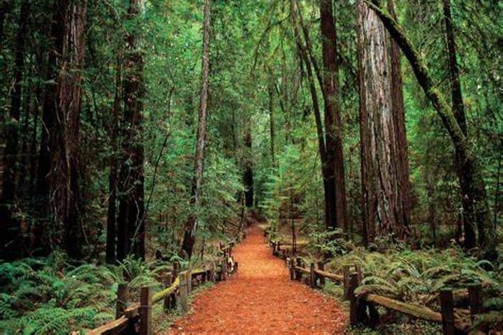 5-Day Women-Only California Coast, Redwoods & Wine Tour: Bikes, Kayaks & Hot Springs photo 4