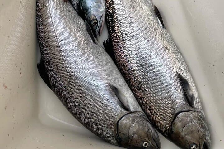 Mooching for Salmon on Puget Sound: Bite After Dawn Charter with Captain Kyle photo 2