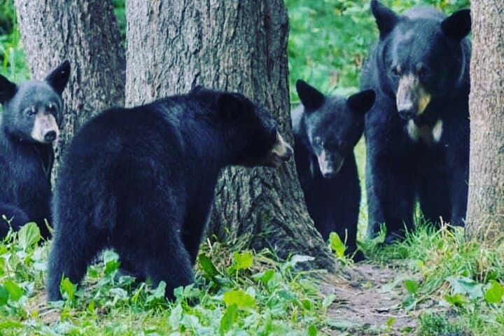 Explore Ketchikan: Custom 3-Hour Private Tour of Wildlife, Hiking & Culture photo 3