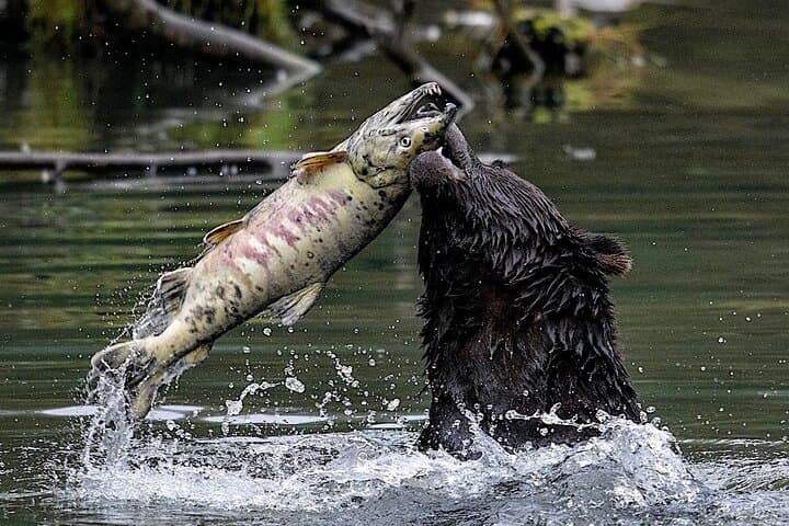 Explore Ketchikan’s Wildlife and History: A Custom 4-Hour Private Tour photo 2