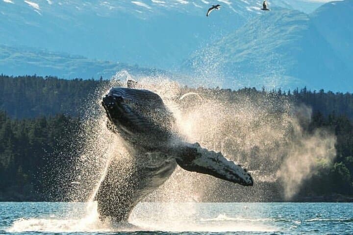 Explore Ketchikan: Custom 3-Hour Private Tour of Wildlife, Hiking & Culture photo 2