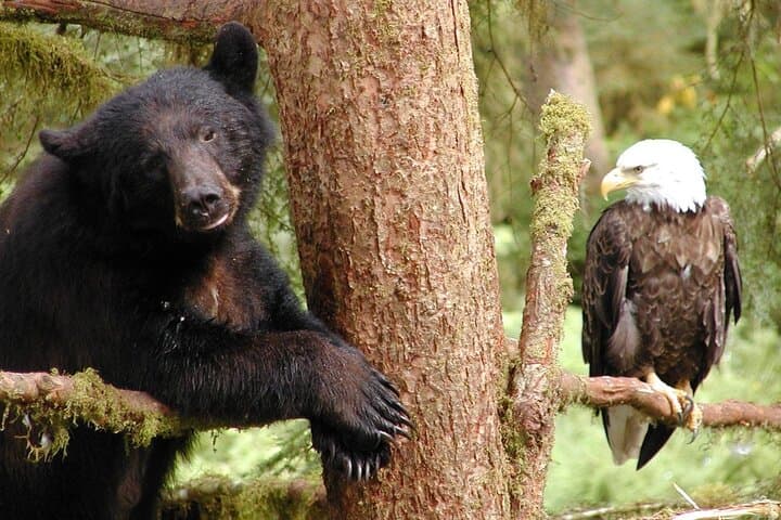 Discover Ketchikan’s Wildlife and History on a 2-Hour Private Custom Tour photo 4