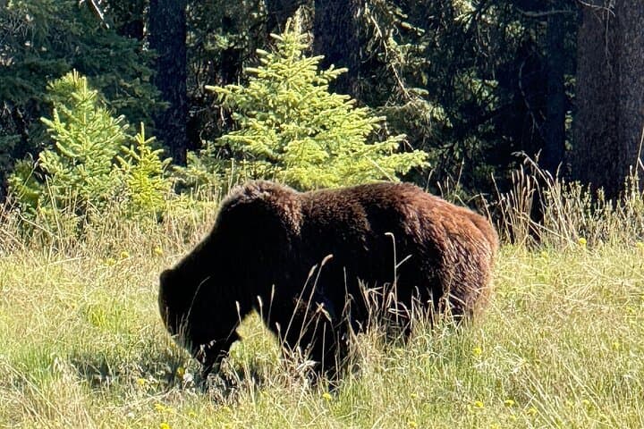 Banff Wildlife and Johnston Canyon Hiking Tour: Bow Valley Parkway Day Trip photo 2