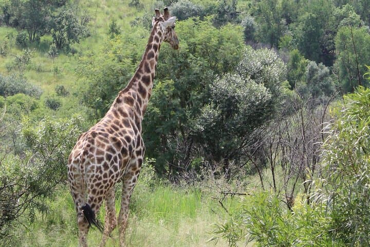 Pilanesberg Big Five Full-Day Safari from Johannesburg: What to Expect photo 6