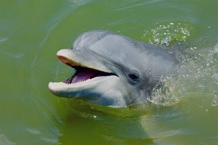 Rent Kayaks in Hilton Head Island: Paddle Broad Creek Estuary to Find Dolphins photo 2