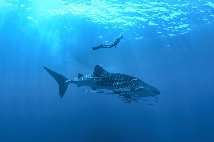 Whale Shark Snorkel Day Trip from Tulum: Swim with Gentle Giants & Beach Lunch photo 1