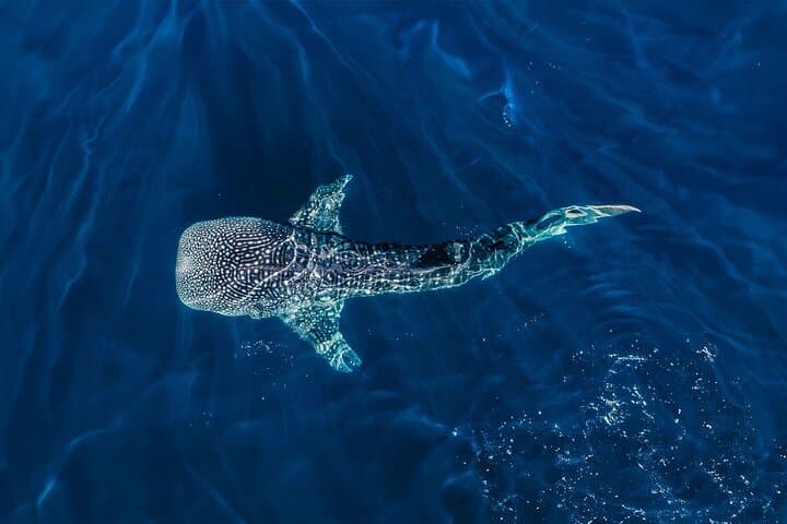 Whale Shark Snorkel Day Trip from Tulum: Swim with Gentle Giants & Beach Lunch photo 2